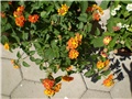 lantana